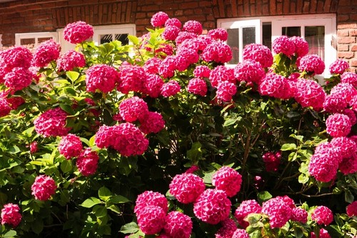 Rispenhortensie wim red - rispenhortensie, wim's