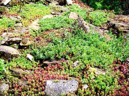 500 samen sedum dachbegrünung - samen,