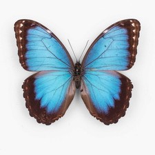 Morpho Helenor Montezuma ♂