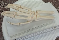 Anatomisches modell einer - modell,