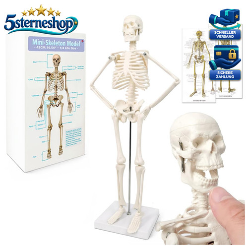 Anatomie skelettmodell - anatomie,
