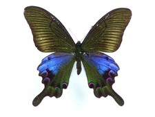Papilio hopponis Männchen