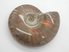 Ammonit opalisierend, poliert, aus Madagaskar, ca 5,8 cm !!!