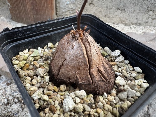 Dioscorea elephantipes var