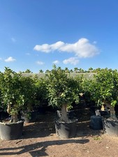 Orangenbaum- Obstbaum - Sitrus