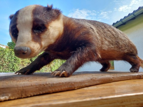 Präparierter dachs auf holz - präparierter,