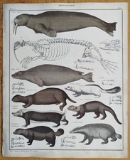 Walrus Wolverine # Oken Large