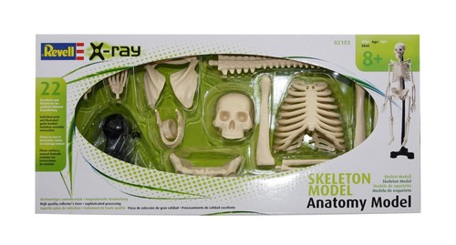 Revell ray anatomy - anatomy, model