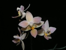 Phalaenopsis equestris 'Orange' x sib mit Blütentrieb