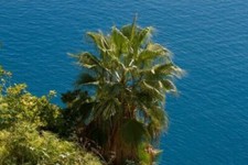 SAMEN Die Washington-Palme weiche Palmwedel immergrün Zimmer Palme exotisch Sam