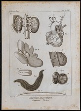 1825 - Eingeweide Des Manati -