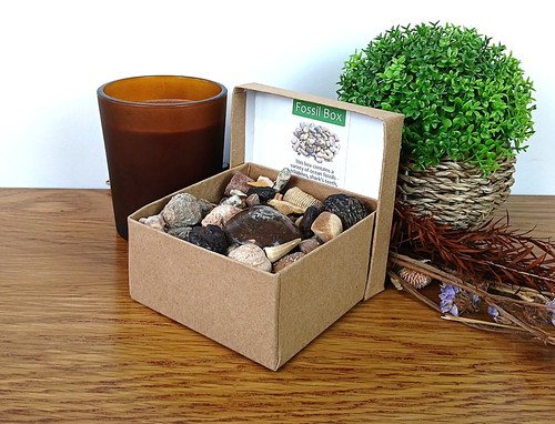 Echte große fossil box - fossil, 80+