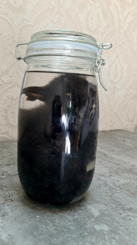 Wet specimen kaninchen - wet, im