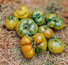 Tomatensamen Buschtomate "Lime Green Salad / Green ELF" samenfest Topftomate 