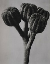 1942 Original Aufdruck Foto