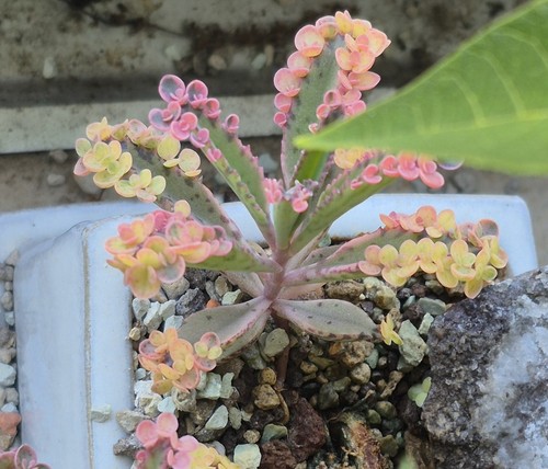 Kalanchoe pink butterfly - "pink, butterfly"