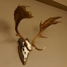 Damhirsch Geweih Höhe 79 cm