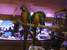 Gelbbrustara Ara-Federn 13 Stk. Vogelfedern Papageienfedern Mauserfedern 20 cm