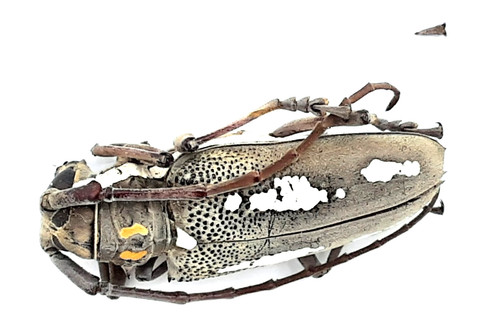Cerambycidae batocera rubus - cerambycidae,,