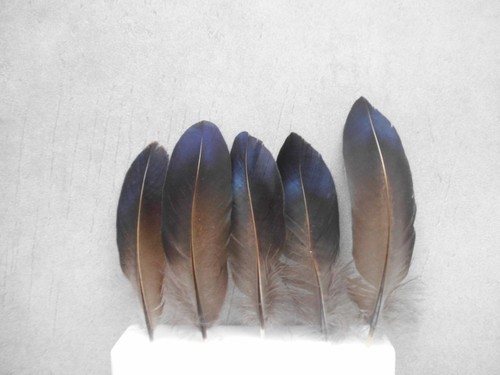 Blau schwarze fasanen - ,