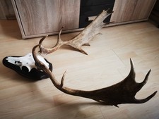 Schönes Damhirschgeweih &