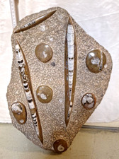 Orthoceras ammoniten platte - orthoceras, xl