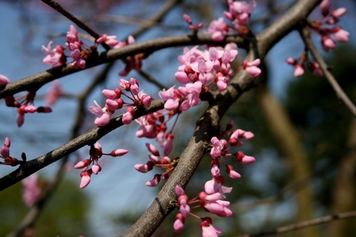 Judasbaum cercis - judasbaum,