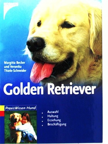 Golden retriever - golden,
