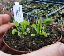 2x Dionaea muscipula "Hypatia", fleischfressende Pflanzen, Venusfliegenfalle,