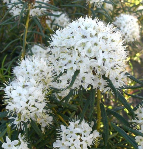 Sumpfporst ledum palustre - ledum,