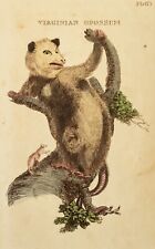 Opossum Original  Kupferstich Natural History of Quadrupeds 1811