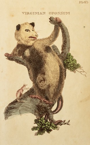 Opossum original kupferstich - opossum,