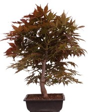 Bonsai - Acer palmatum