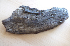 Korkrinde Korkscheibe ca 25 x 10 x 5 cm schalenförmig 74 Gramm aus Tunesien