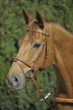 % Stübben Trensenzaum Trense