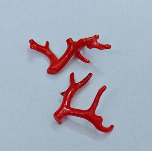 Rote koralle polnischer zweig - koralle,