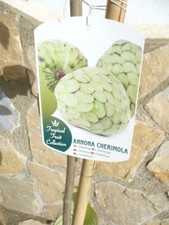 Cherimoya (Annona cherimola)