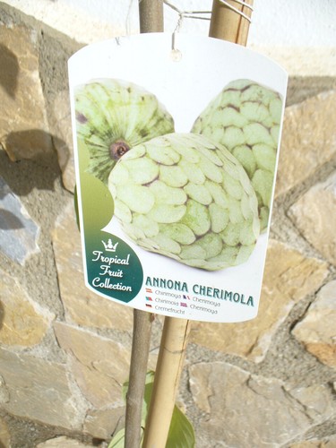 Cherimoya - , (annona