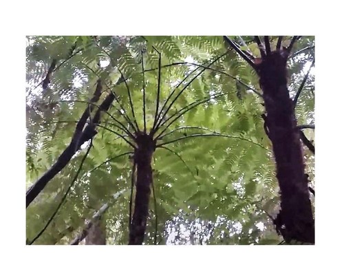 10x dicksonia sellowiana - 10x,