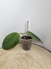 heavenly HOYA Hoya aldrichii