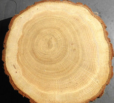 1 x Holzscheibe Eiche  16-18