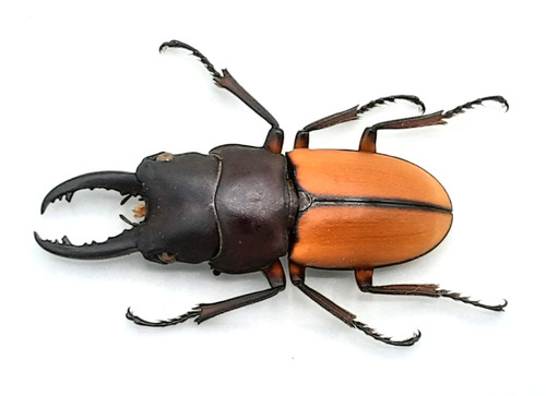 Lucanidae prosopocoilus - lucanidae,,