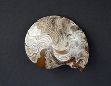 Großer versteinerter Ammonit