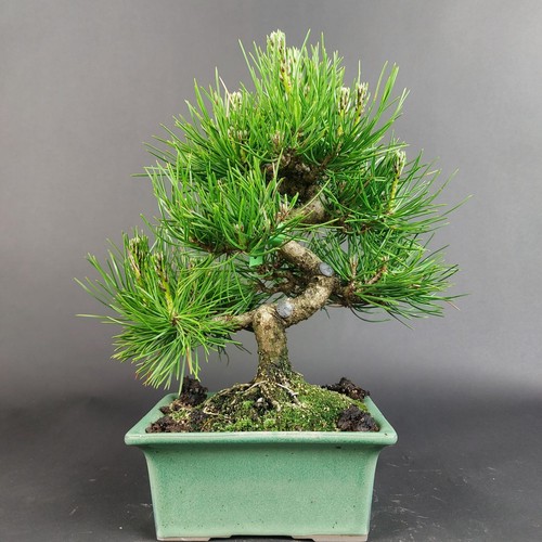 Bonsai schwarzkiefer pinus - bonsai,