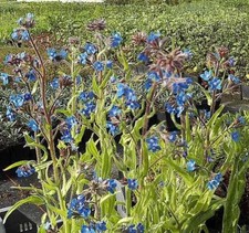 Ochsenzunge Dropmore - Anchusa