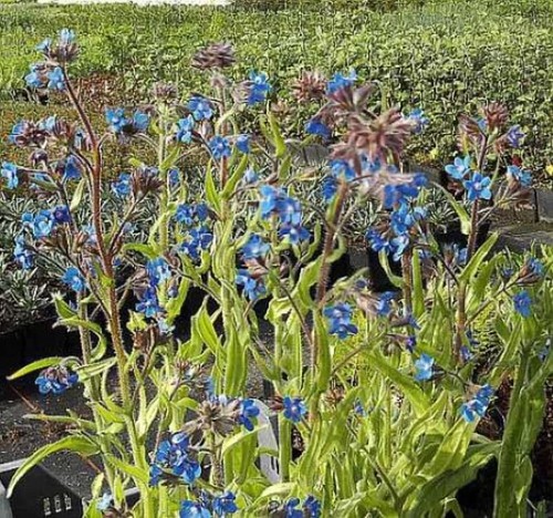 Ochsenzunge dropmore anchusa - dropmore,