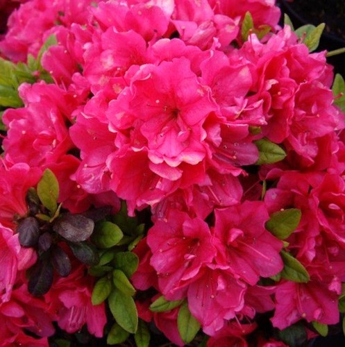 Rhododendron obtusum