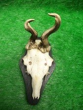 Rehbock abnorm extremer