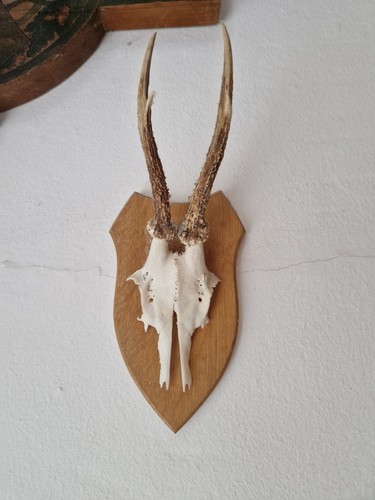 Kleines geweih wanddeko mit - kleines,