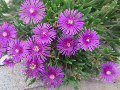 Mittagsblumen stecklinge - 13,